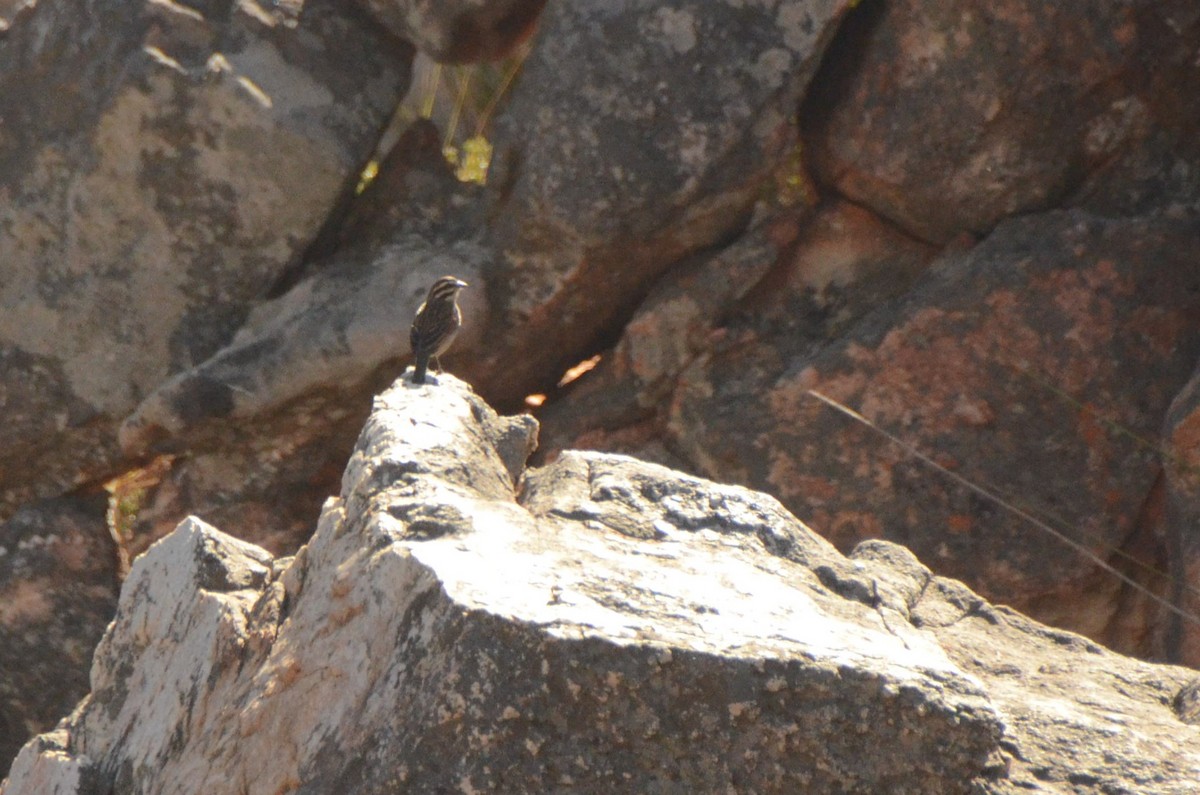 kappspurv - ML644209228