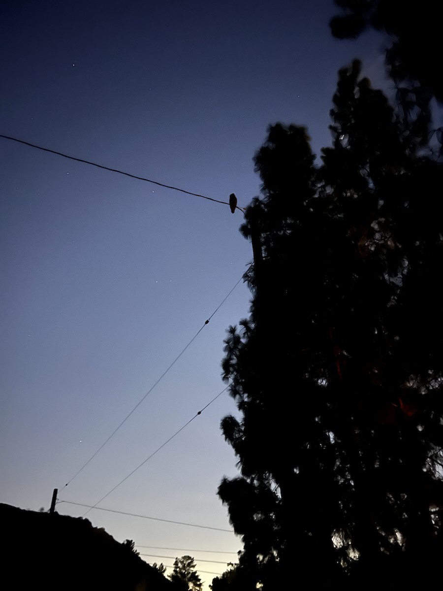 Great Horned Owl - ML644209235