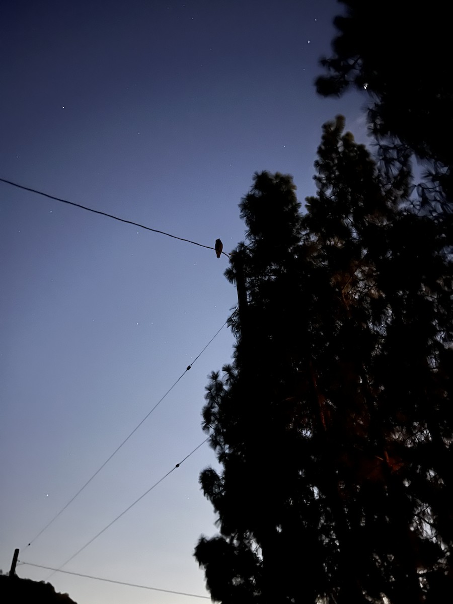 Great Horned Owl - ML644209236