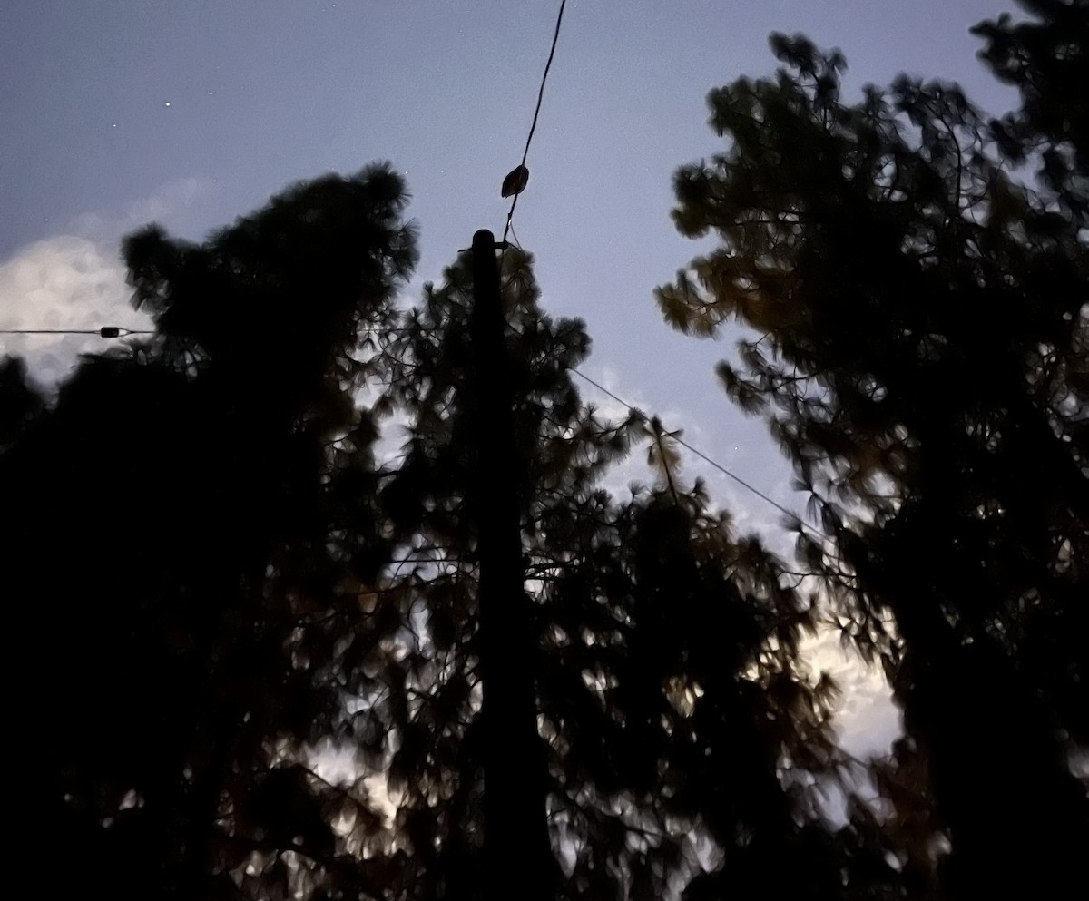 Great Horned Owl - ML644209237