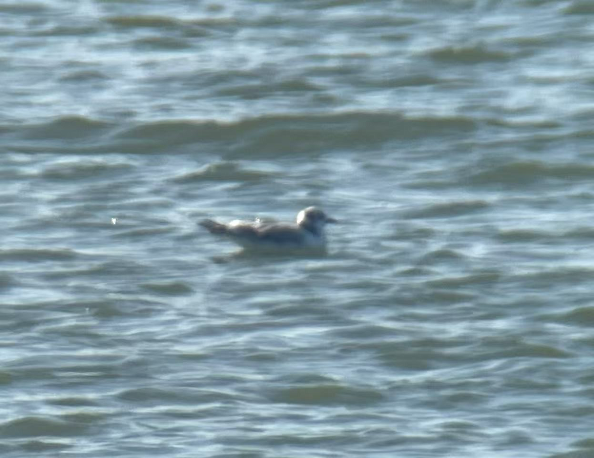 三趾鷗 - ML644209267