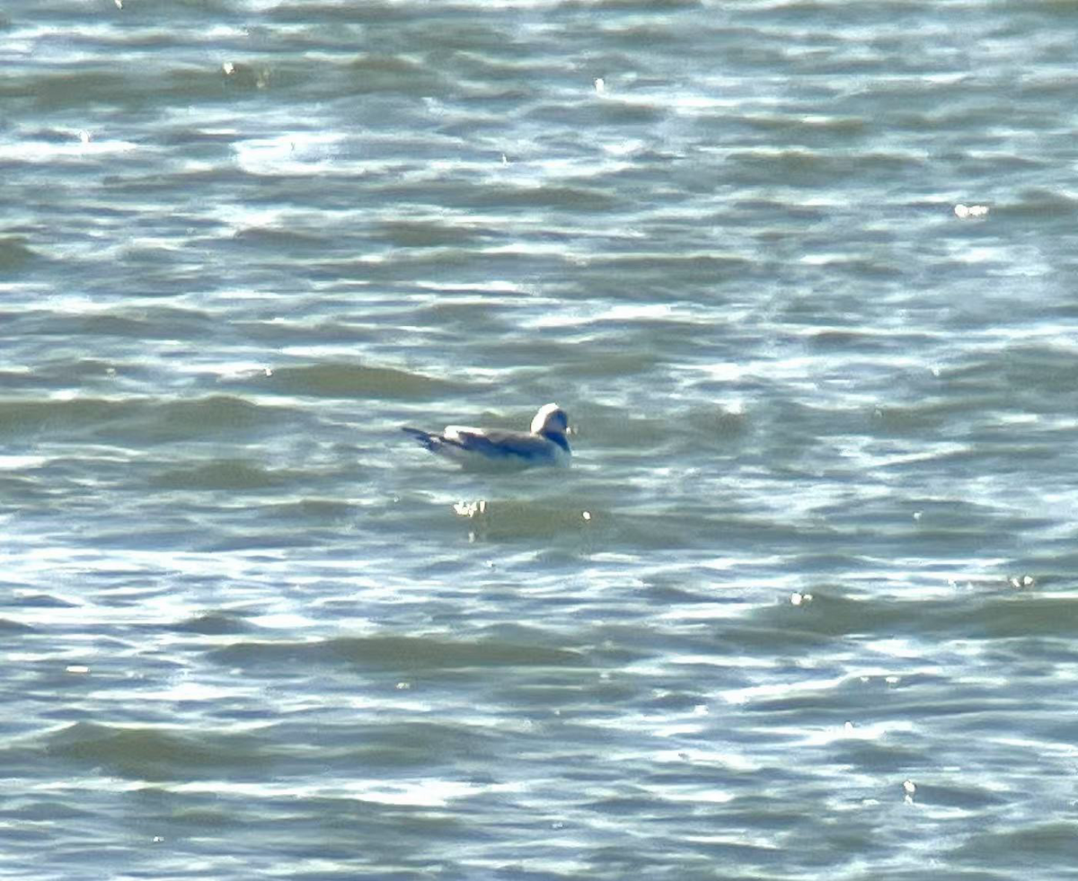 三趾鷗 - ML644209272