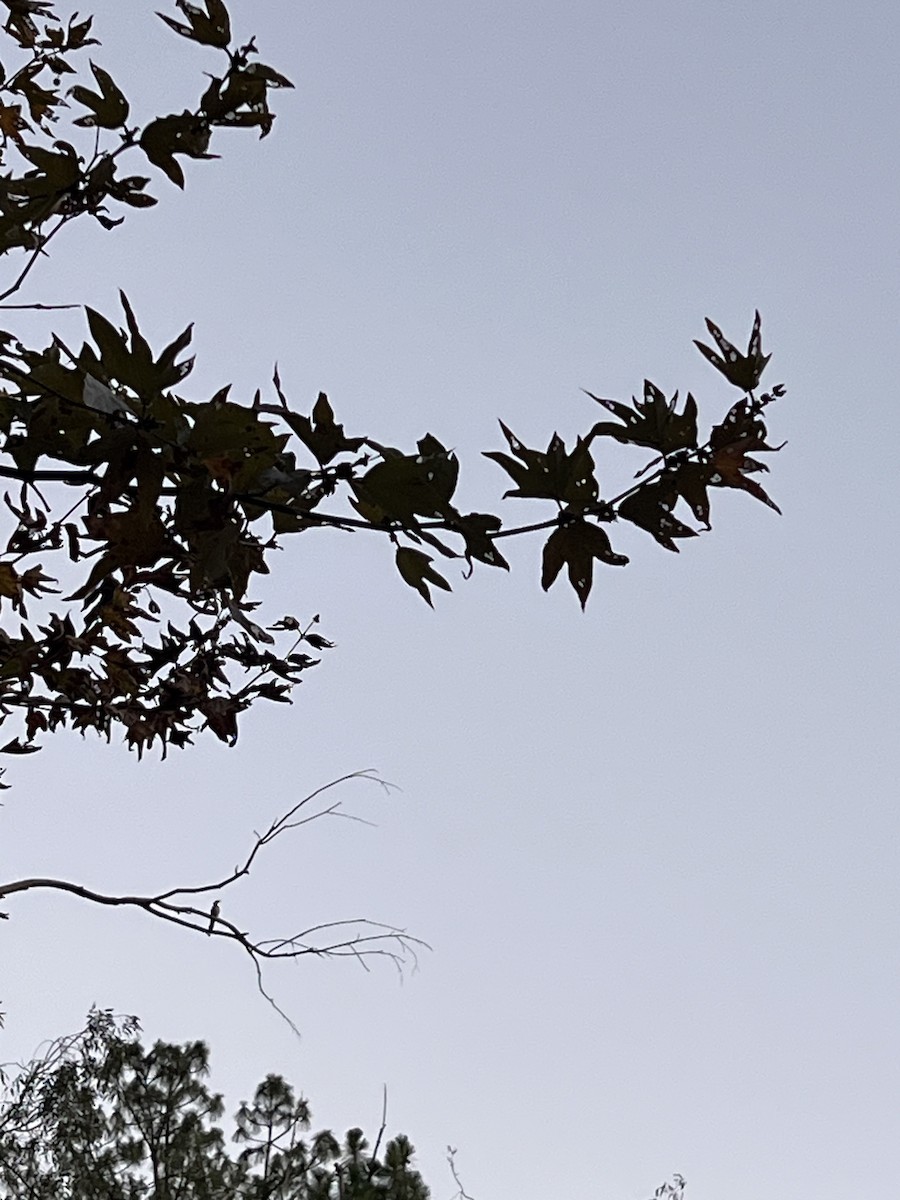 Northern Flicker - ML644209273