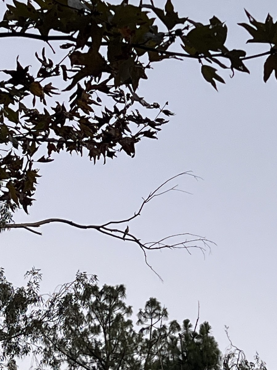 Northern Flicker - ML644209274