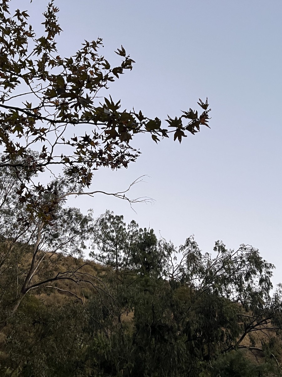 Northern Flicker - ML644209275