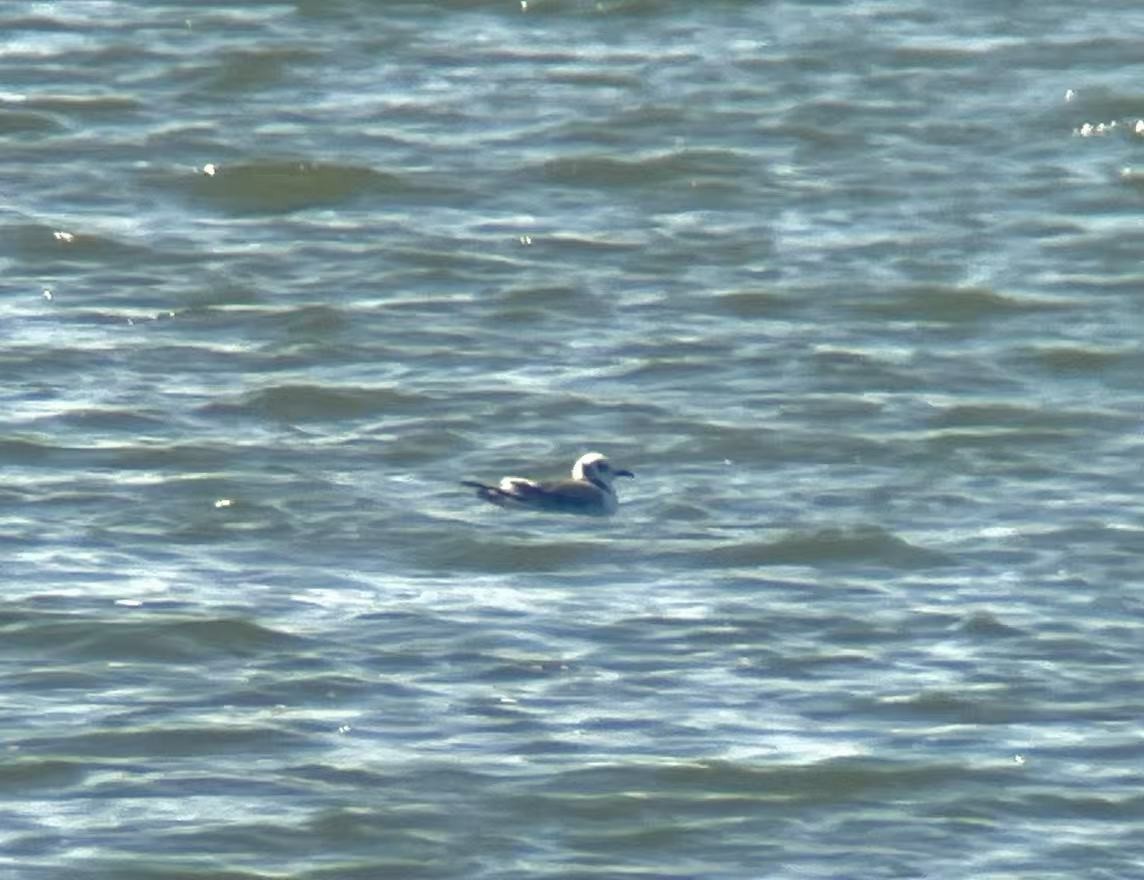 三趾鷗 - ML644209276