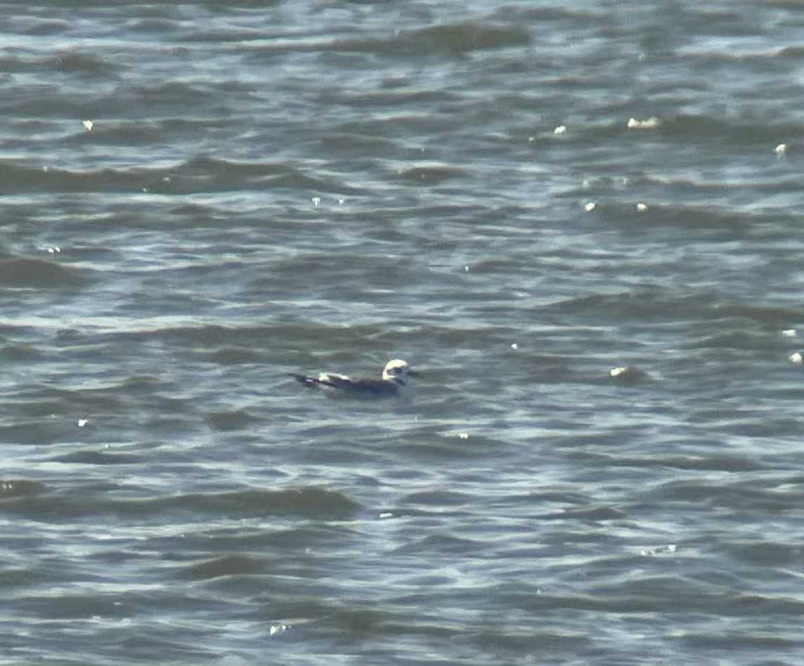 三趾鷗 - ML644209278