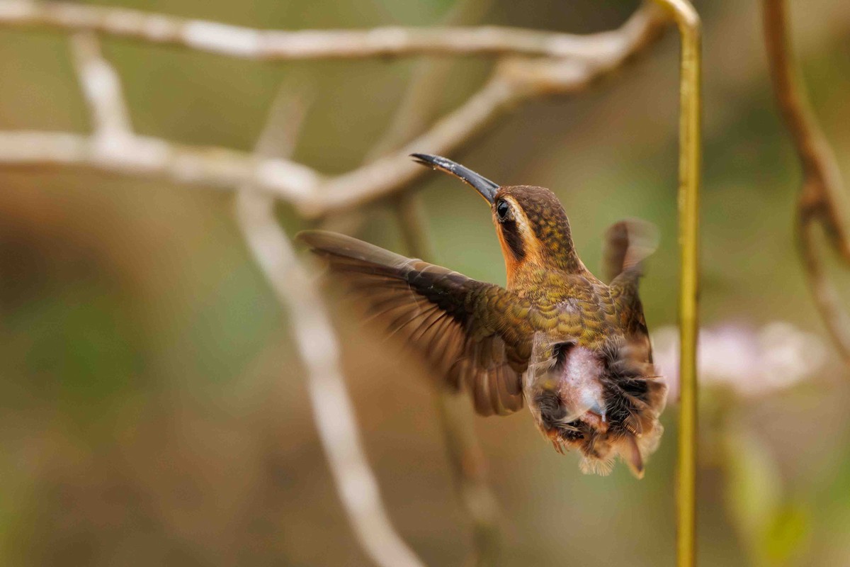 Saw-billed Hermit - ML644209279