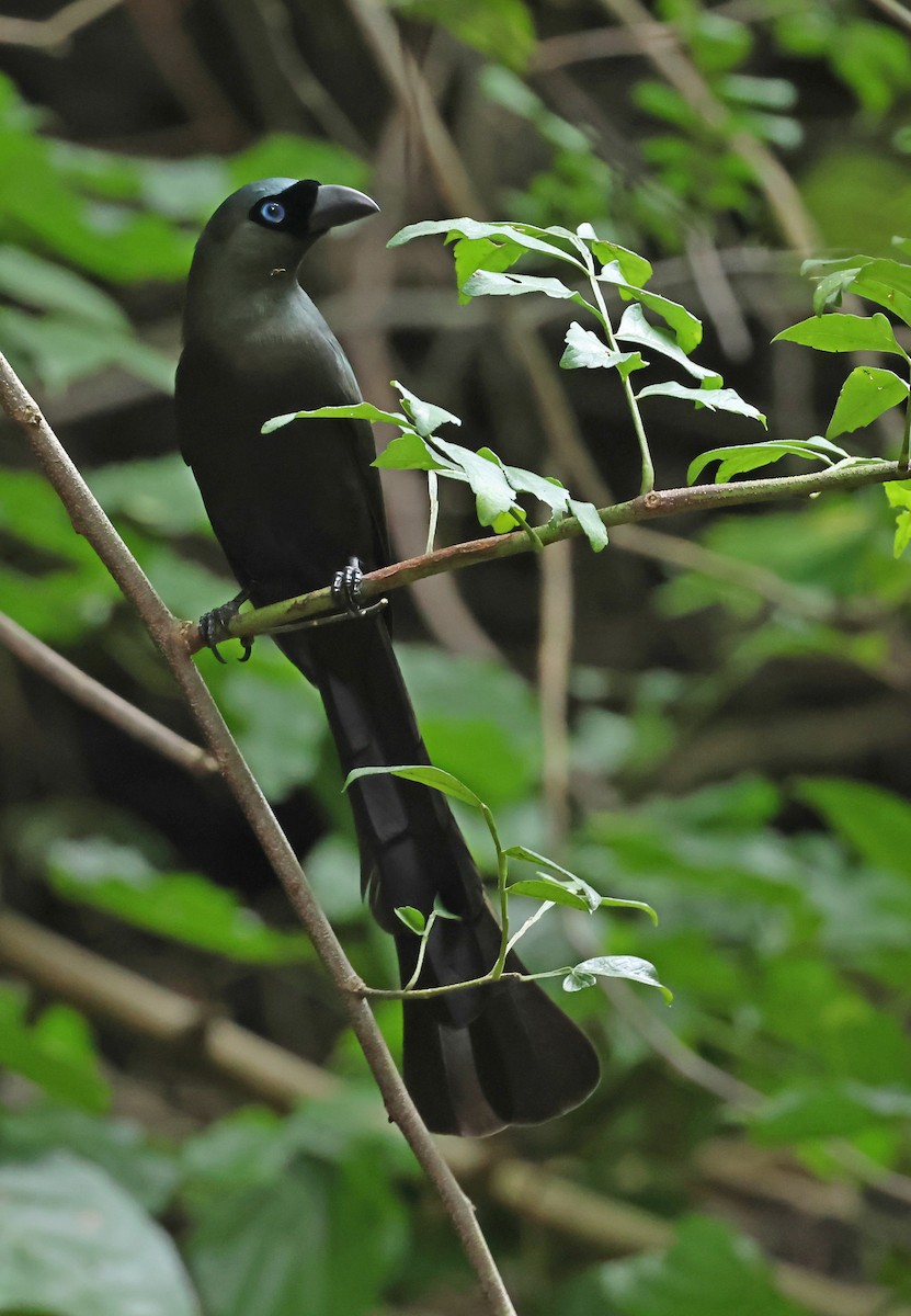 Racket-tailed Treepie - ML644209285