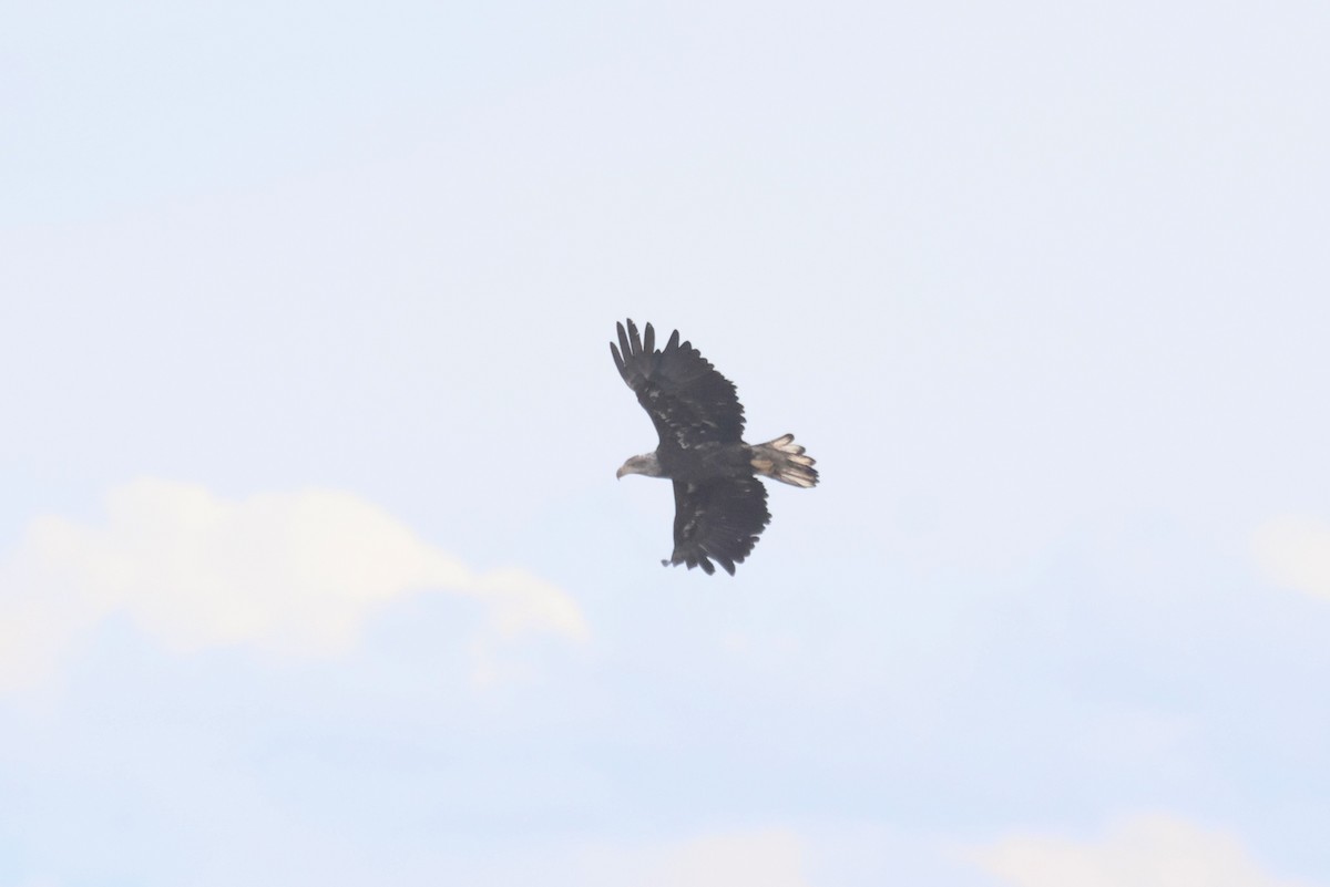 Bald Eagle - ML644209289