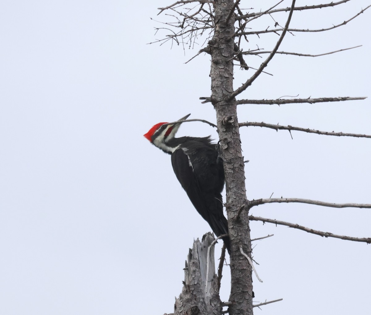 Pileated Woodpecker - ML644209294
