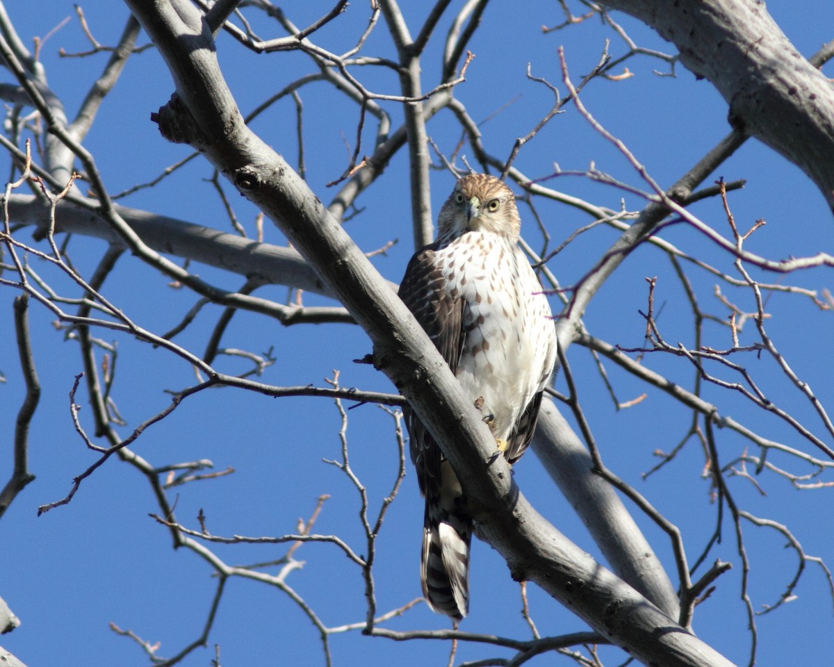 Cooper's Hawk - ML644209295