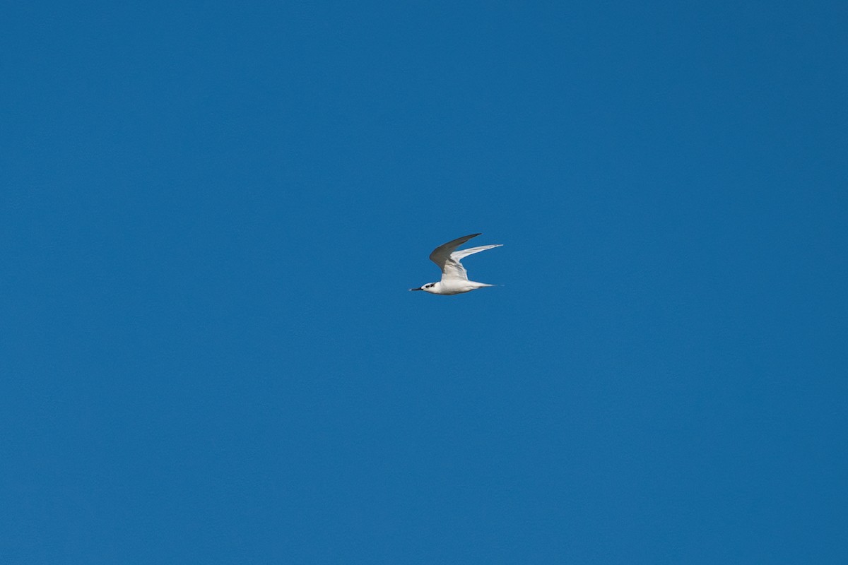 Sandwich Tern - ML644209297