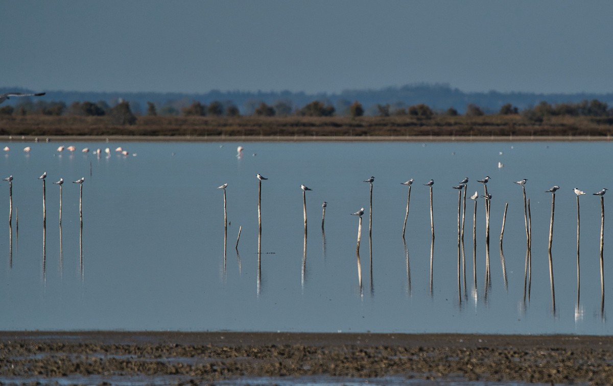 Sandwich Tern - ML644209299