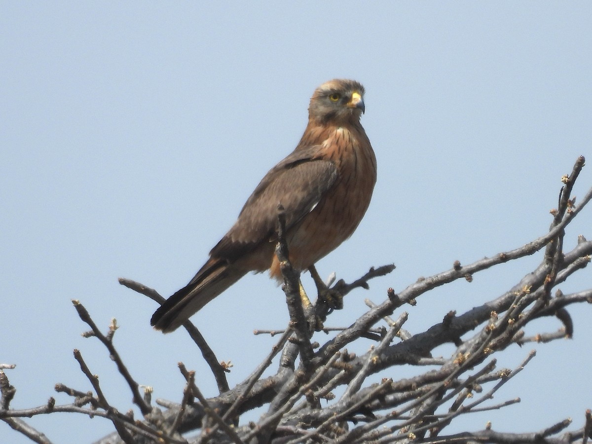 Grasshopper Buzzard - ML644209301