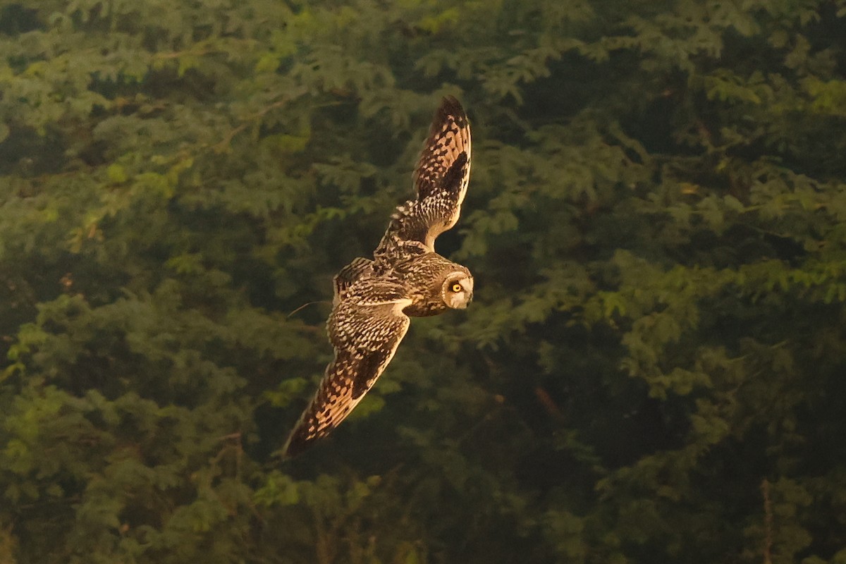 Short-eared Owl - ML644209302