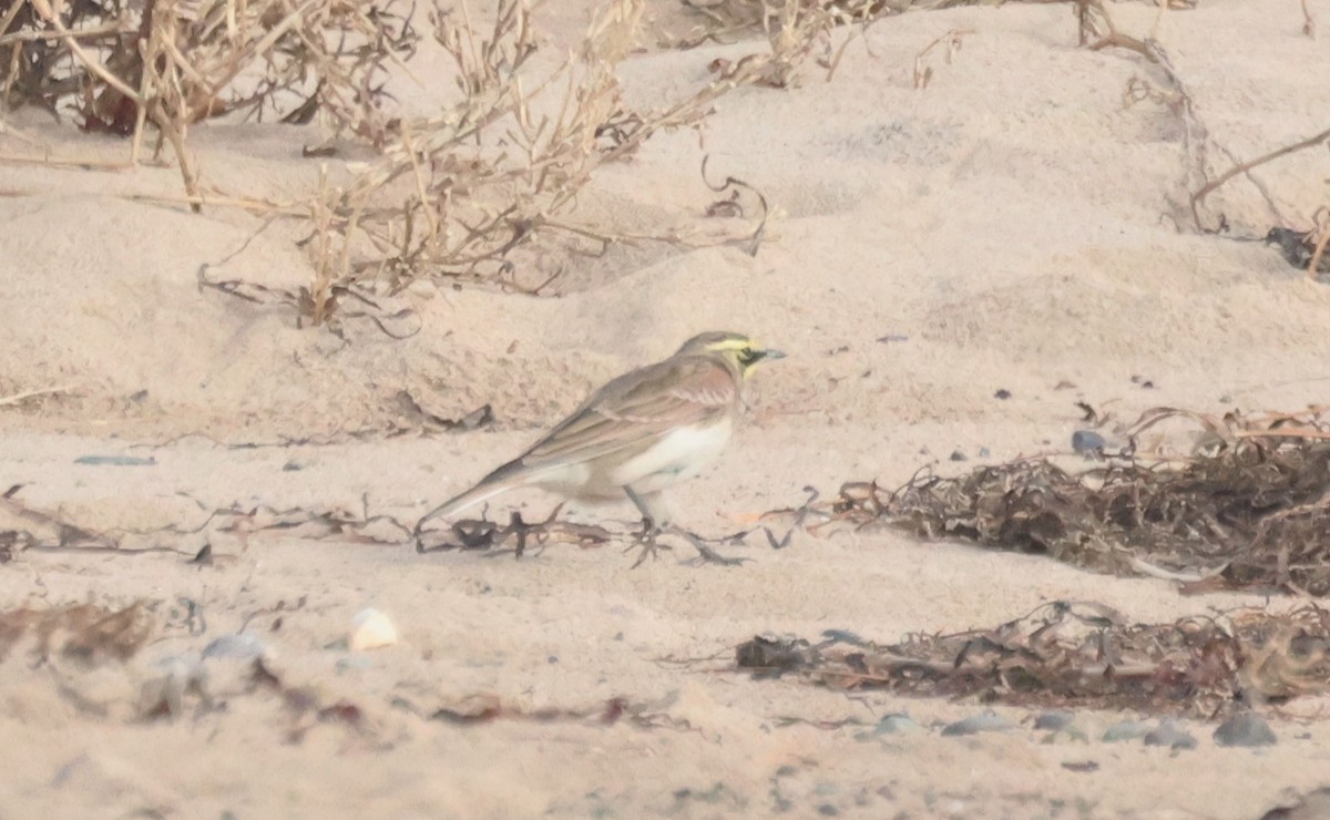 Horned Lark - ML644209306