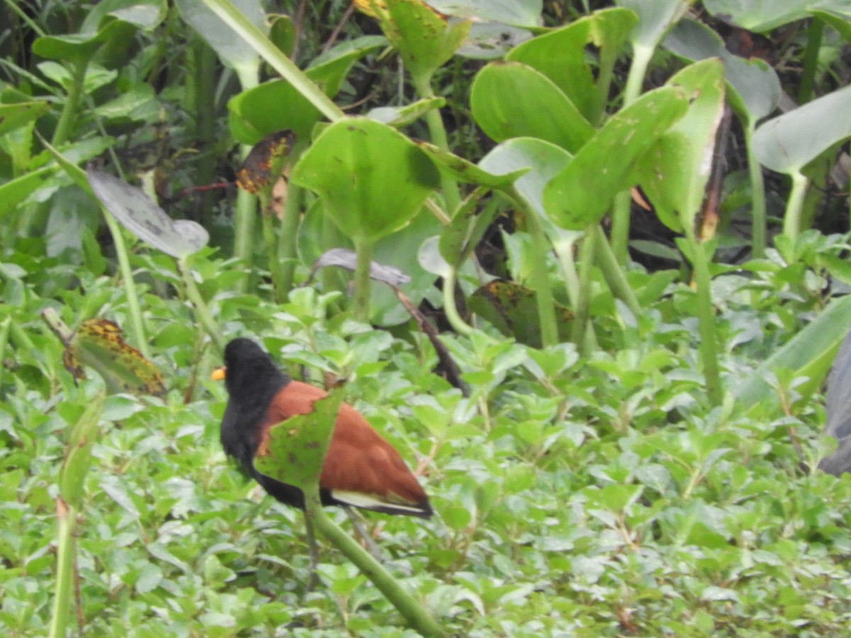 Wattled Jacana - ML644209308