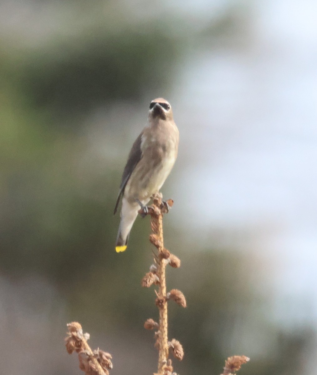 Cedar Waxwing - ML644209310