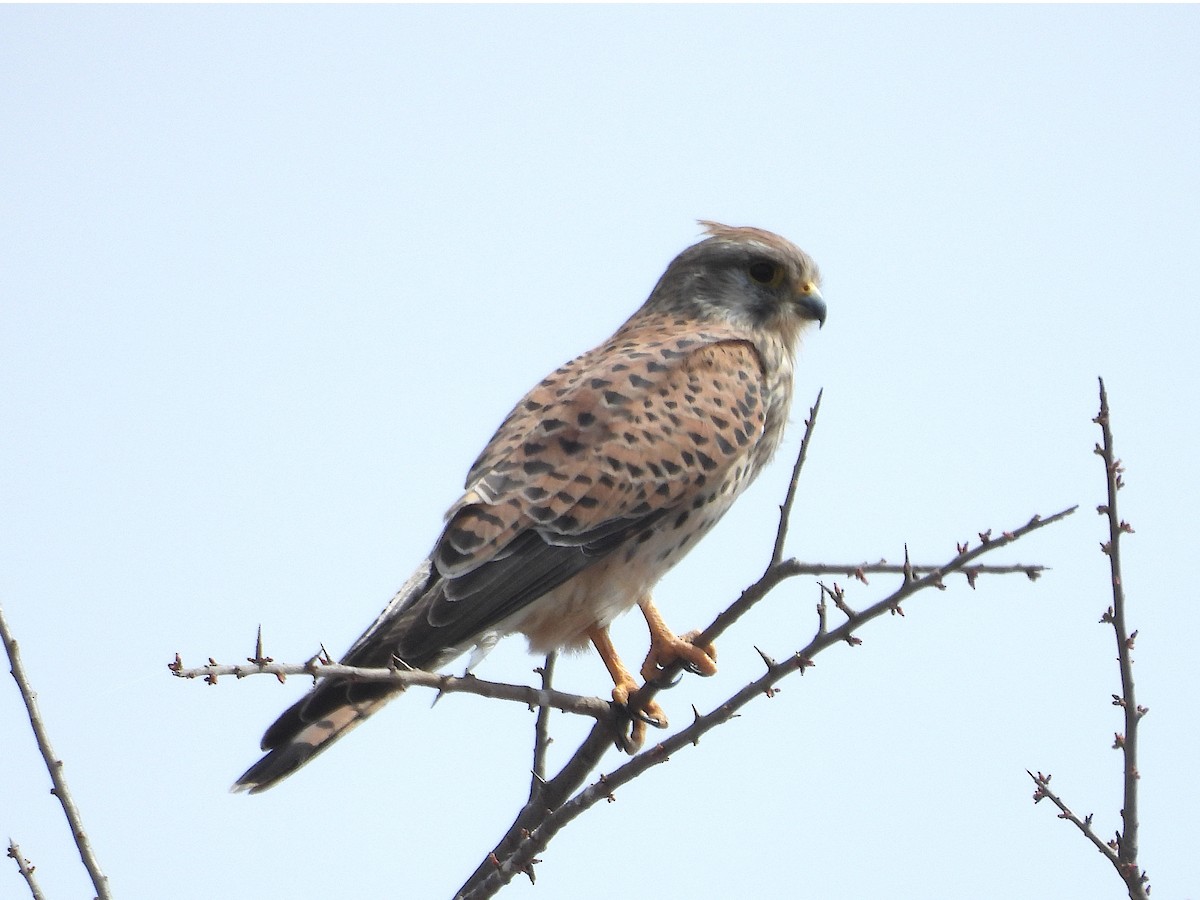 Eurasian Kestrel - ML644209311