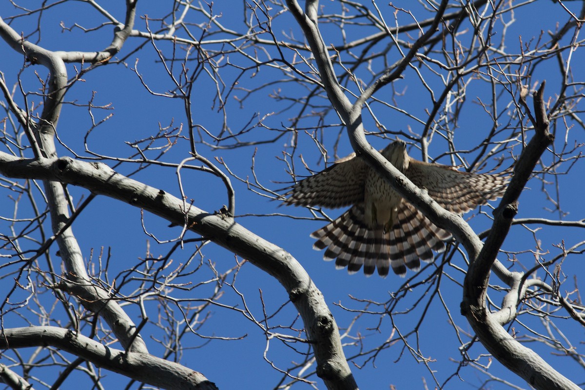 Cooper's Hawk - ML644209313