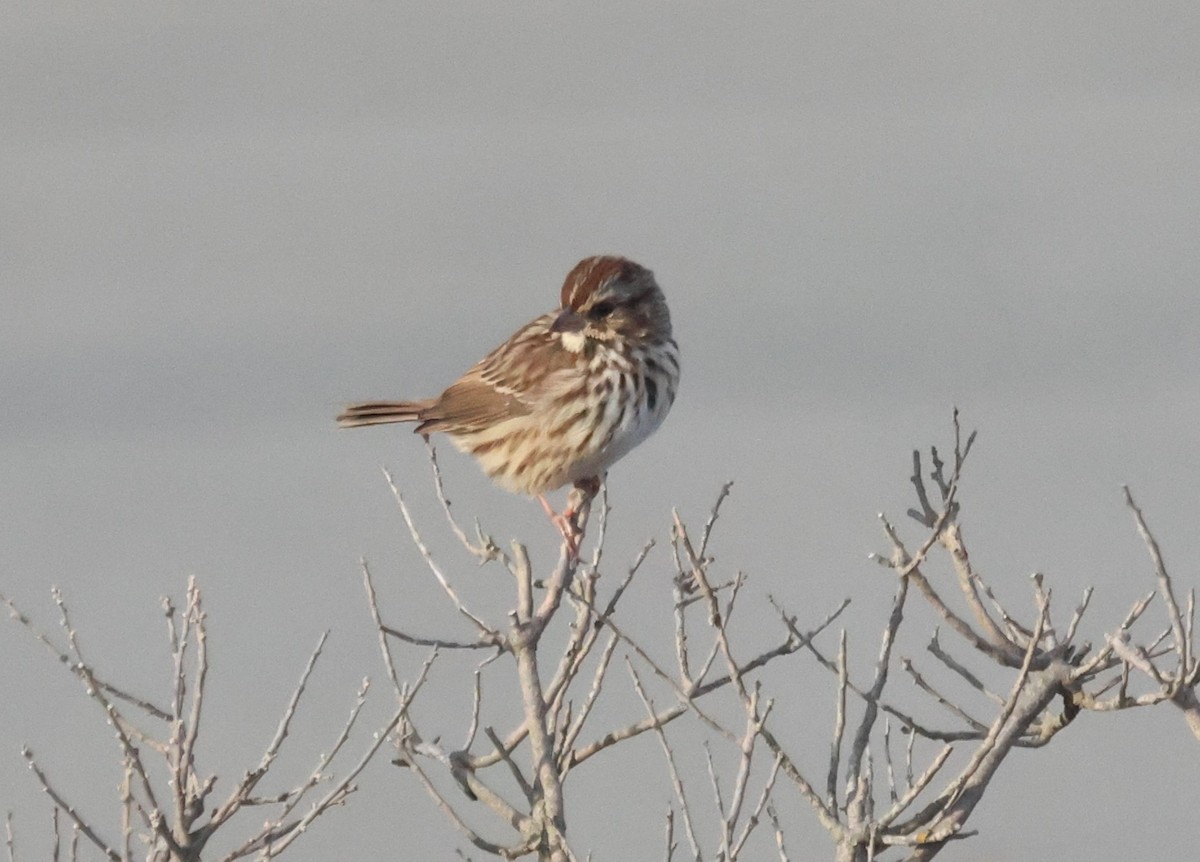 Song Sparrow - ML644209314