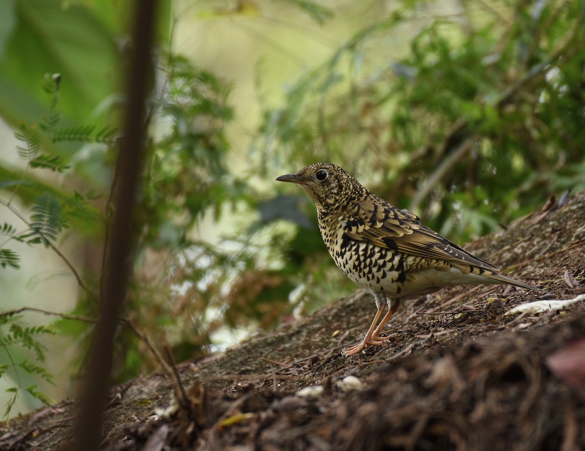 White's Thrush - ML644209315