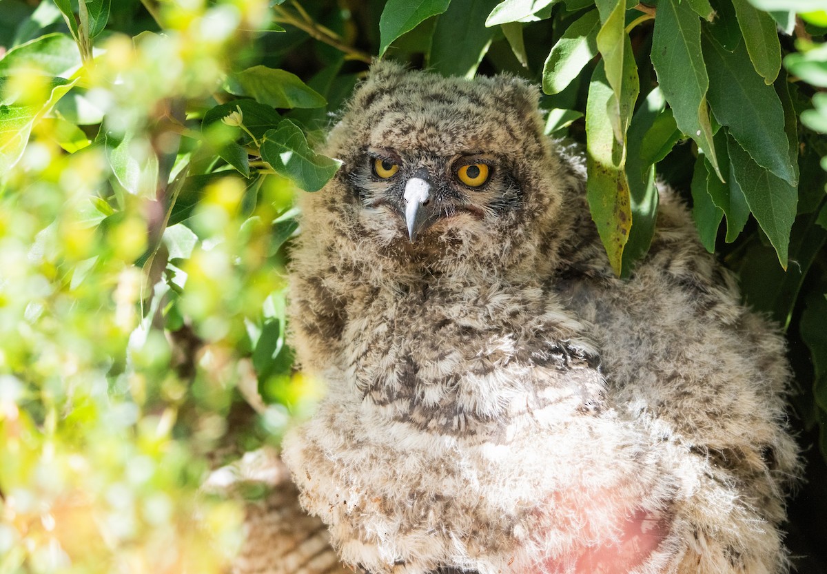 Spotted Eagle-Owl - ML644209316