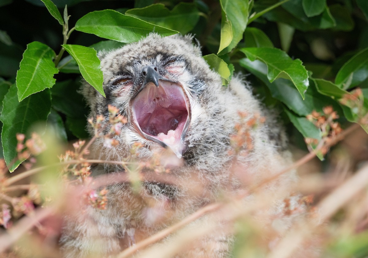 Spotted Eagle-Owl - ML644209317