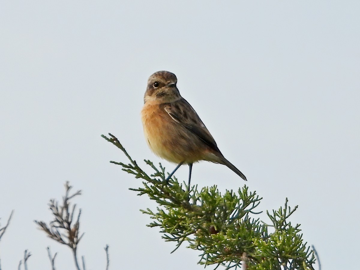 European Stonechat - ML644209318