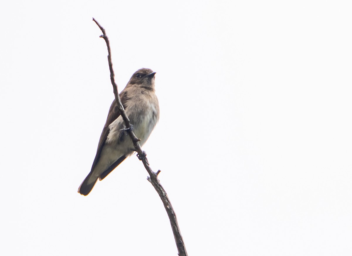 Brown-backed Honeybird - ML644209320