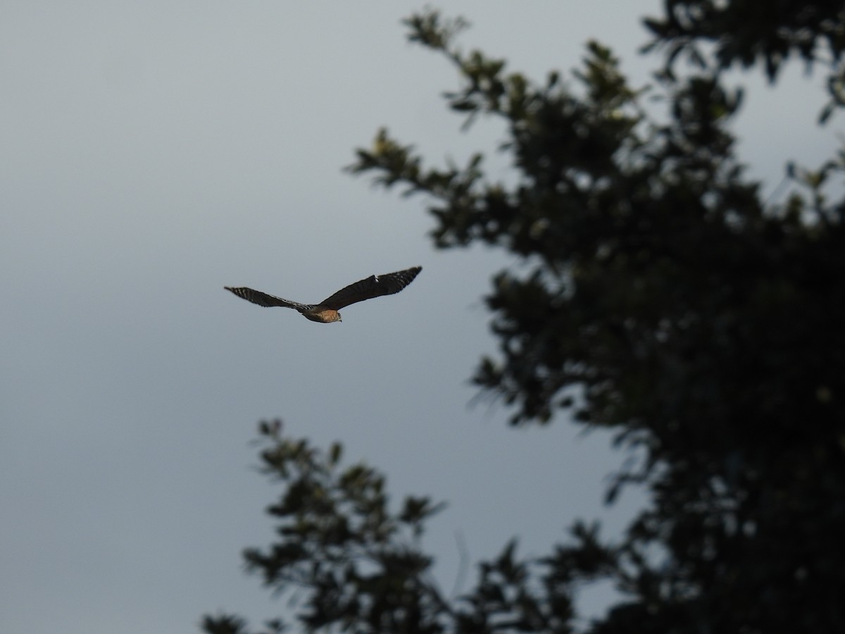 Red-shouldered Hawk - ML644209324