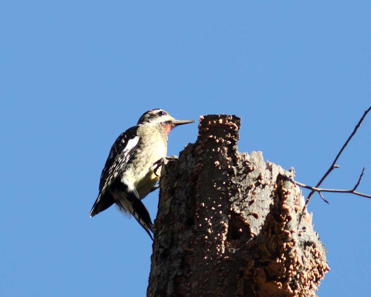 Yellow-bellied Sapsucker - ML644209325