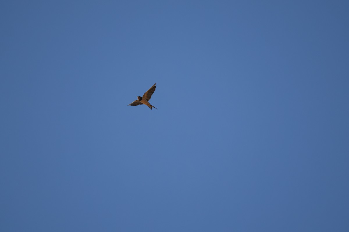 Barn Swallow - ML644209326