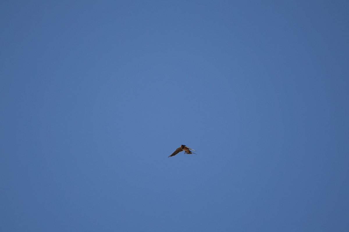 Barn Swallow - ML644209327