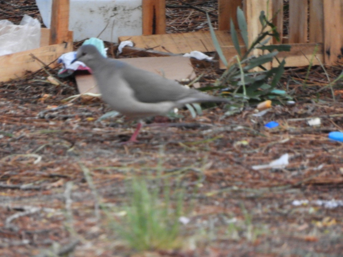 White-tipped Dove - ML644209328