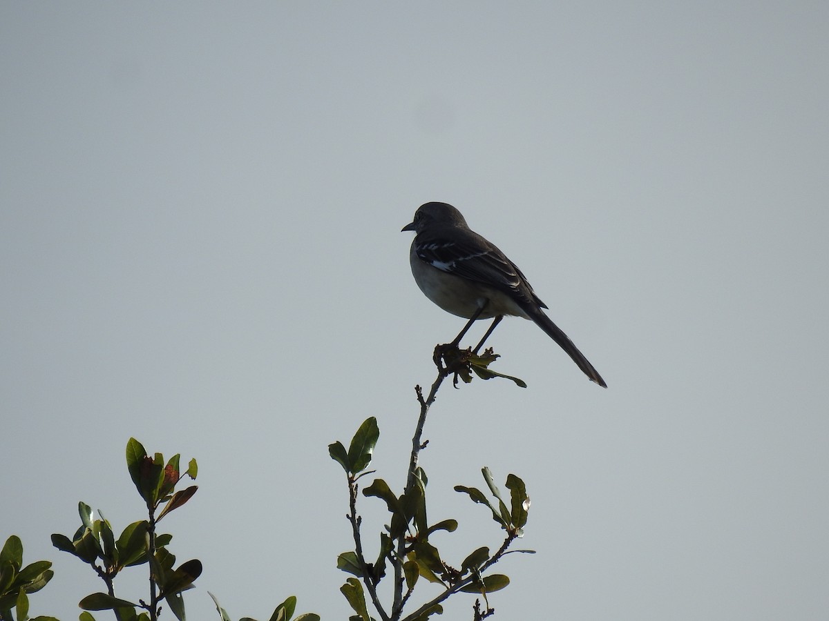 Northern Mockingbird - ML644209329