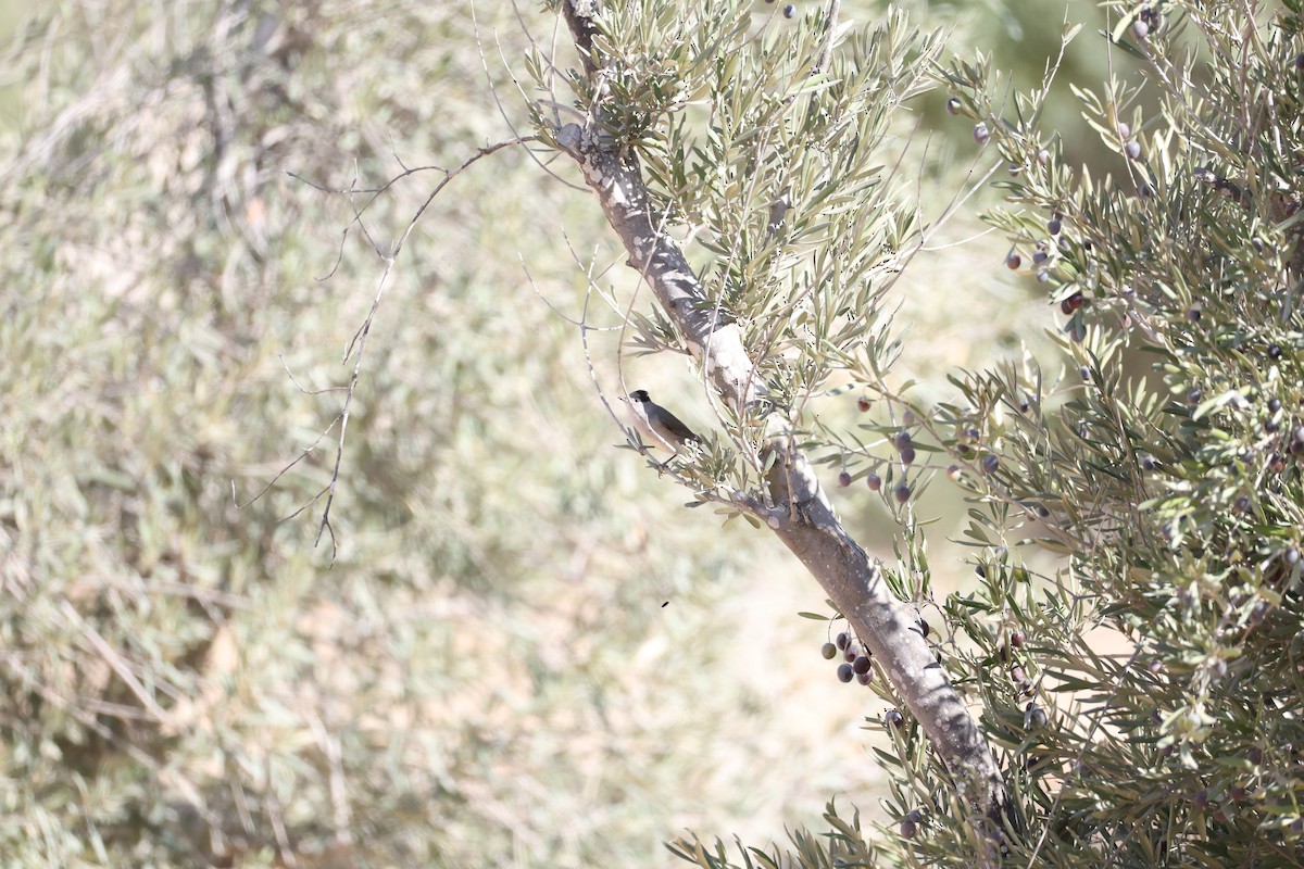 Eurasian Blackcap - ML644209332