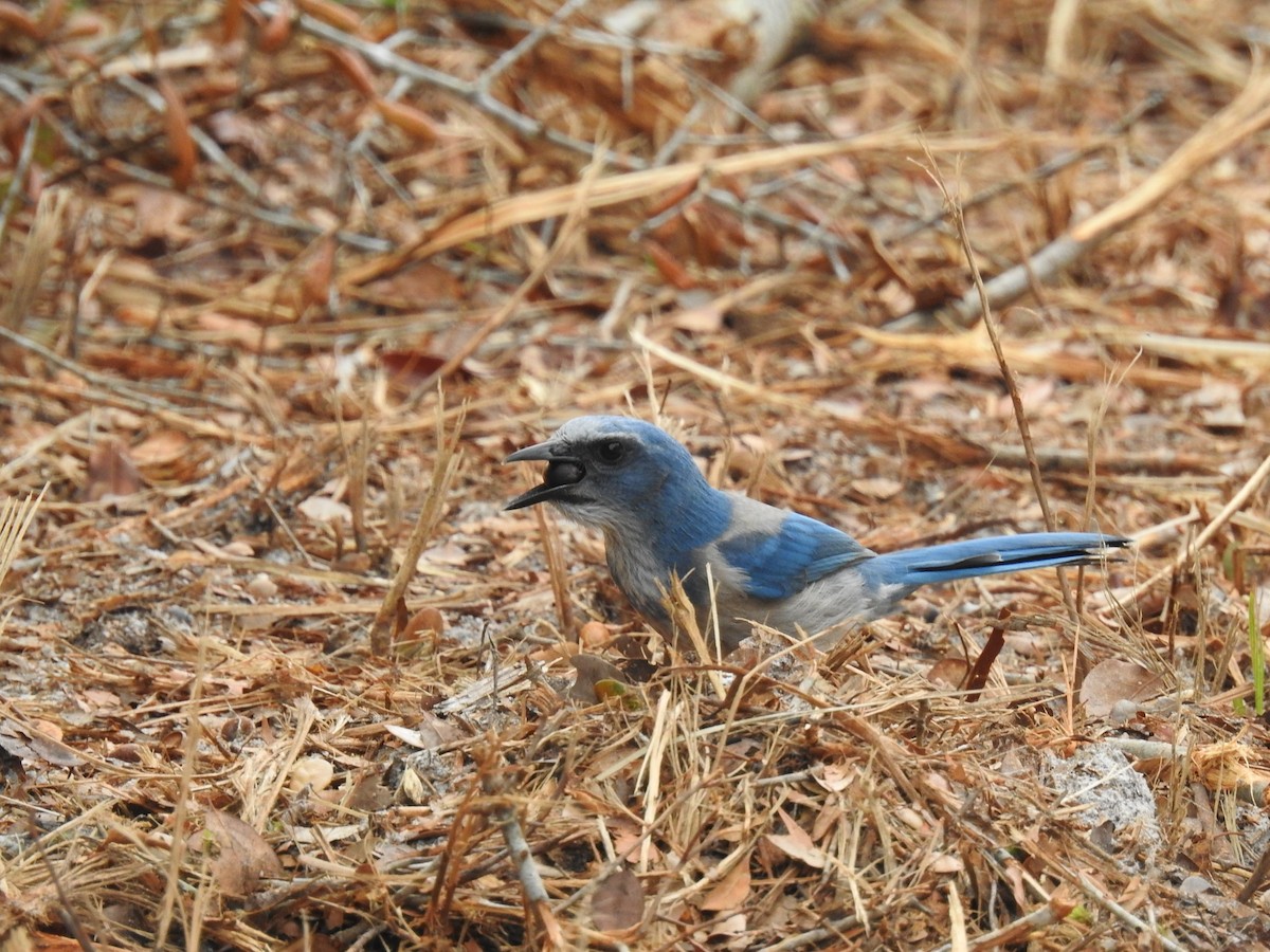 Florida Scrub-Jay - ML644209334