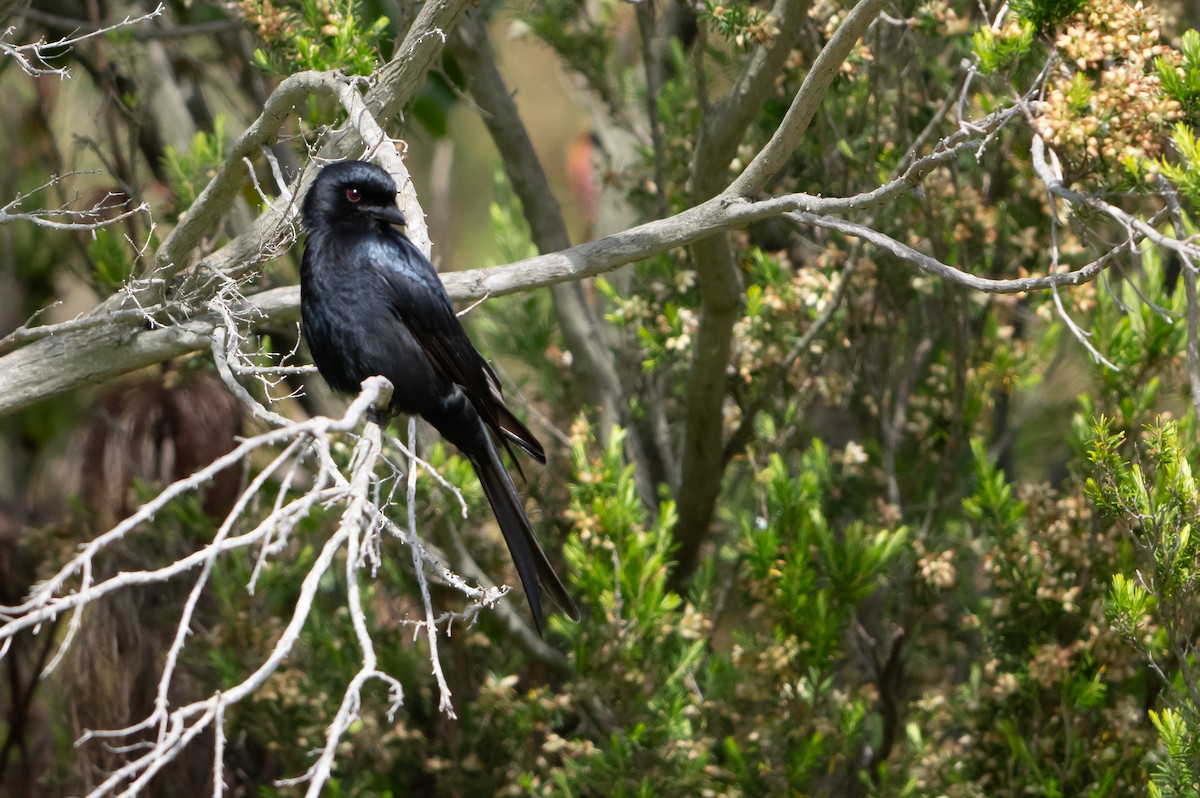 Fork-tailed Drongo (adsimilis Group) - ML644209343