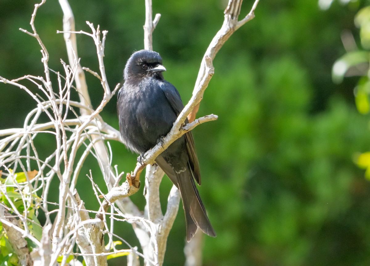 Fork-tailed Drongo (adsimilis Group) - ML644209344