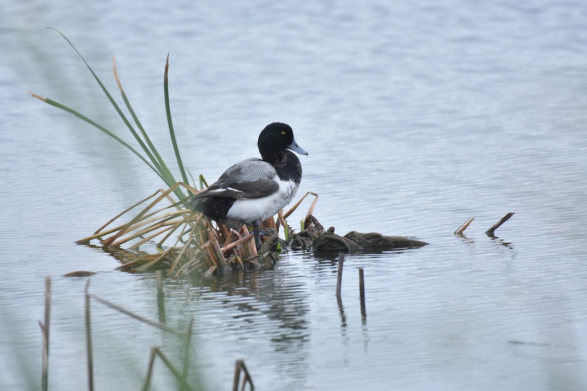 Greater Scaup - ML644209354