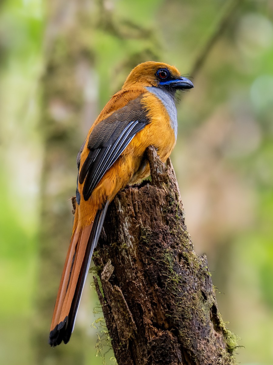 Whitehead's Trogon - ML644209360