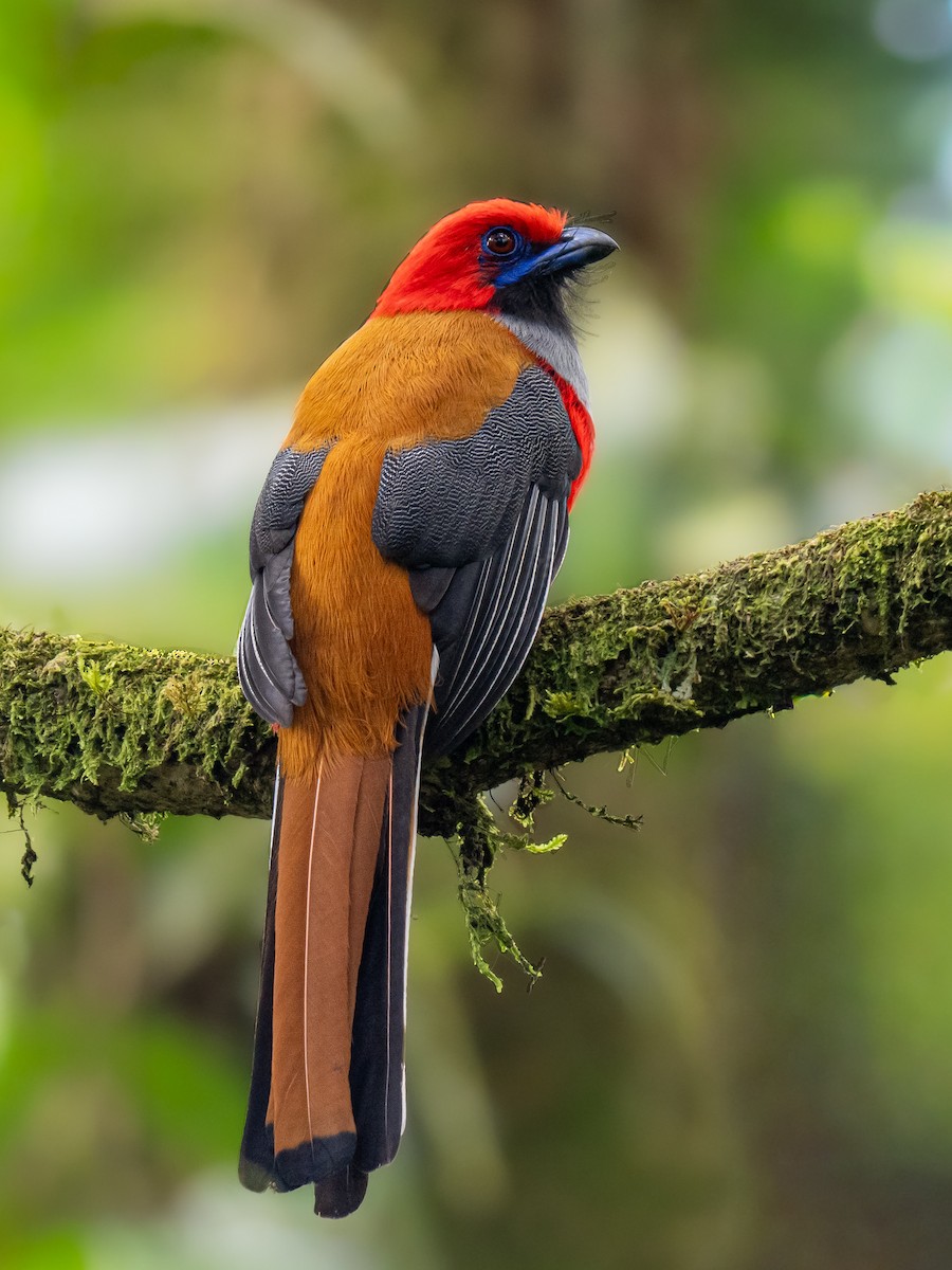 Whitehead's Trogon - ML644209361