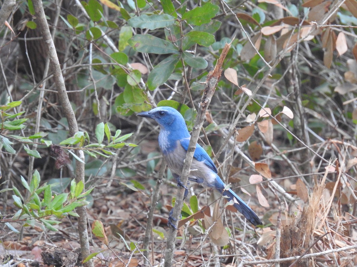 Florida Scrub-Jay - ML644209373