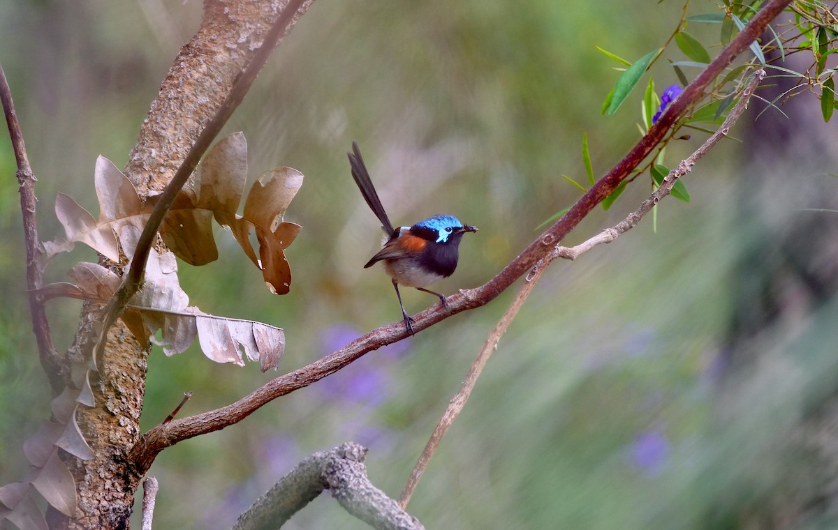 Red-winged Fairywren - ML644209375