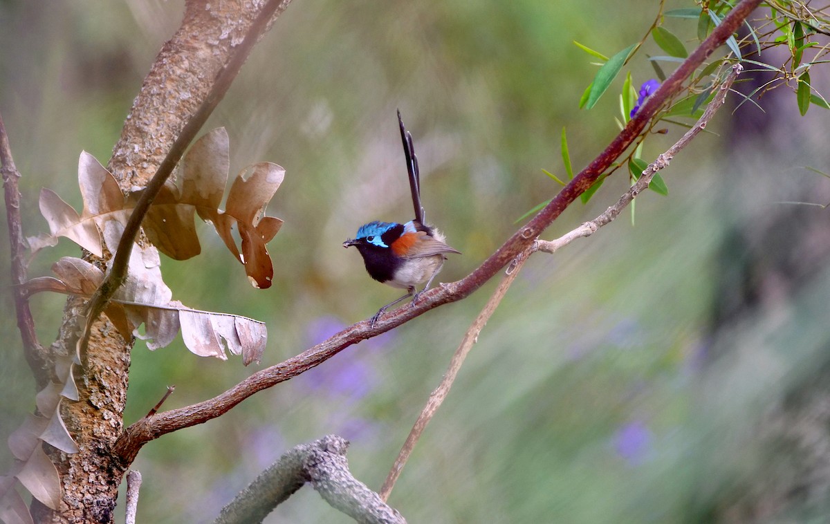 Red-winged Fairywren - ML644209376