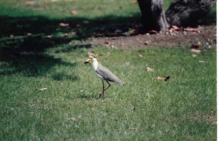 Masked Lapwing - ML644209388
