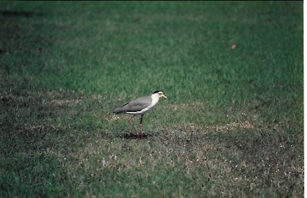 Masked Lapwing - ML644209389