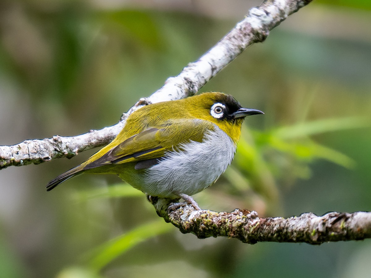 Black-capped White-eye - ML644209390